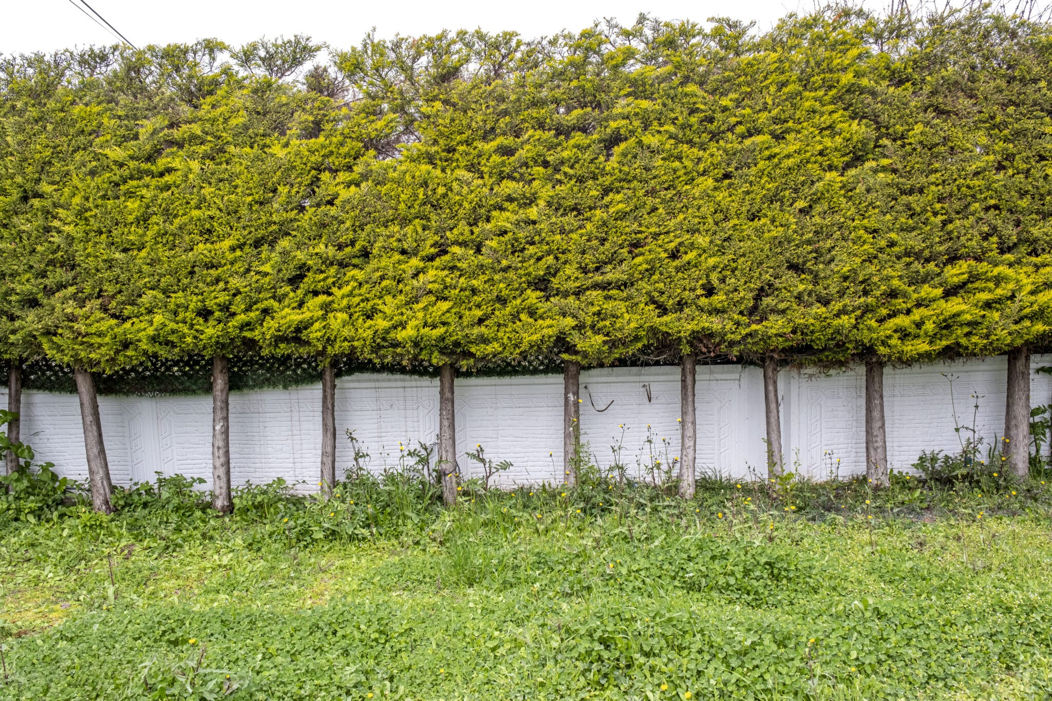 Pleaching for Living Privacy Screens