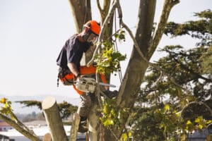 The top of the tree with chainsaw and all safety equipment needed for cutting the tree tops, Pollarding.