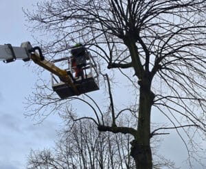 Pollarding in Fort Worth for compact resilient canopies.
