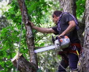 Subordination cuts to tame co dominant stems.