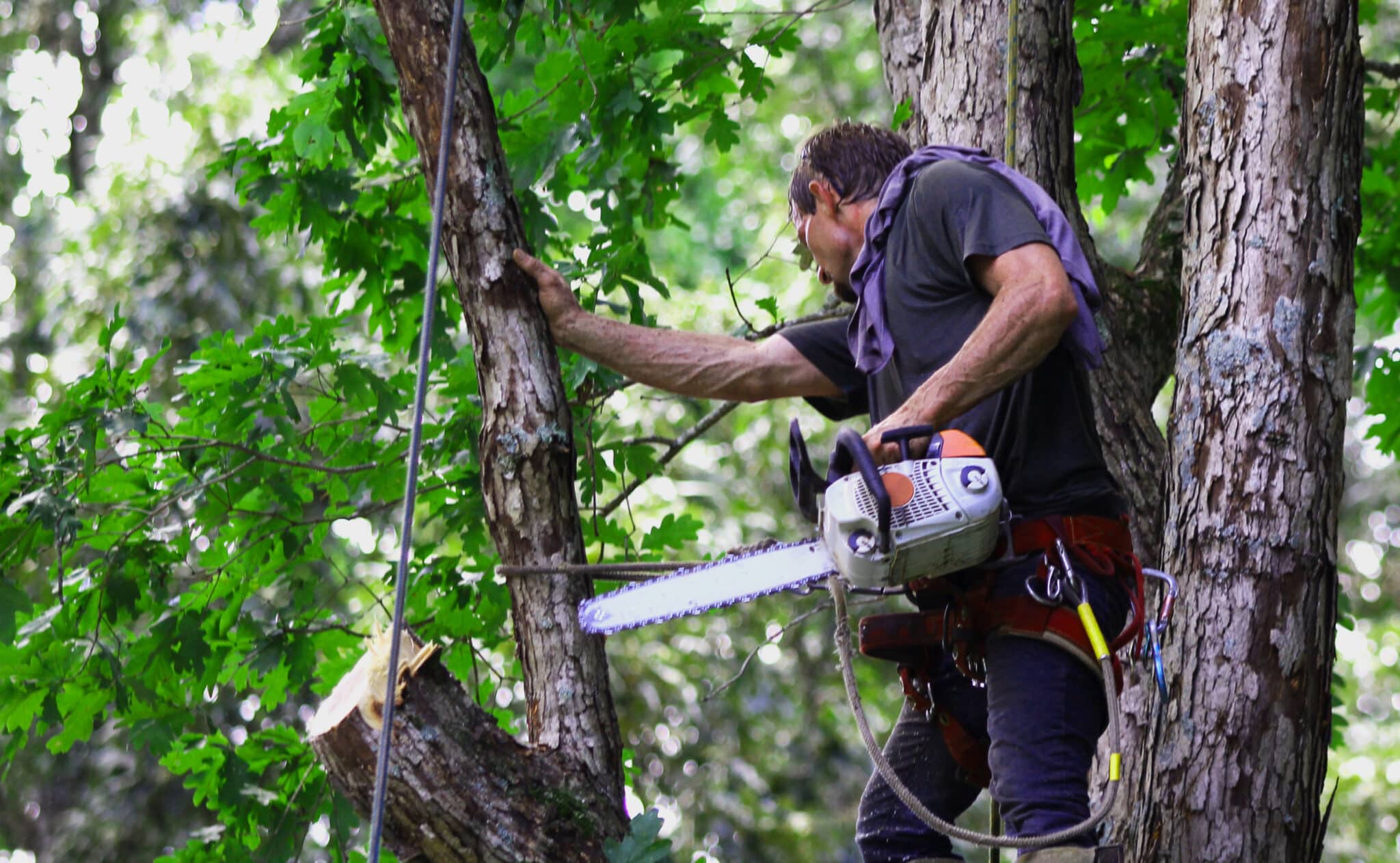 Subordination Cuts to Tame Co Dominant Stems