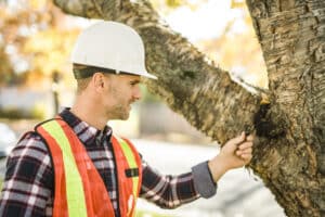 Inspect tree, Subordination cuts.