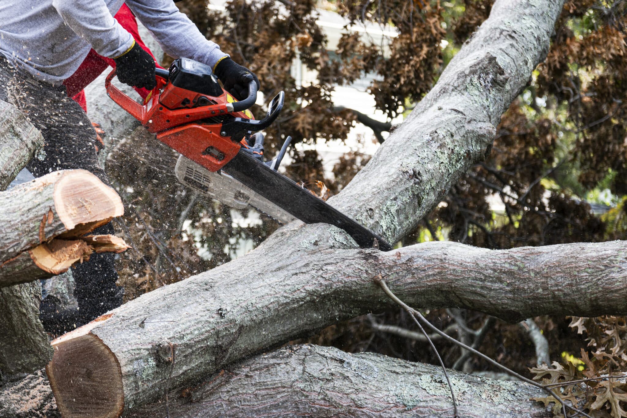 Emergency Tree Cutting Service in Dallas