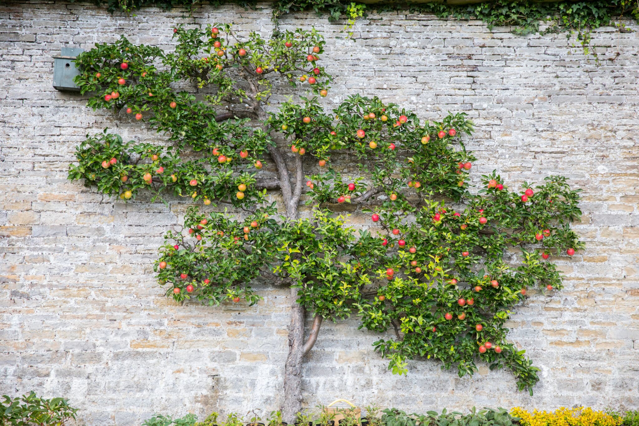 Espalier Training for Space Saving Fruit Trees