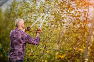 Pruning shears for cutting trees, Espalier training.