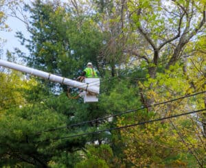 Utility line clearance to protect trees and prevent outages.