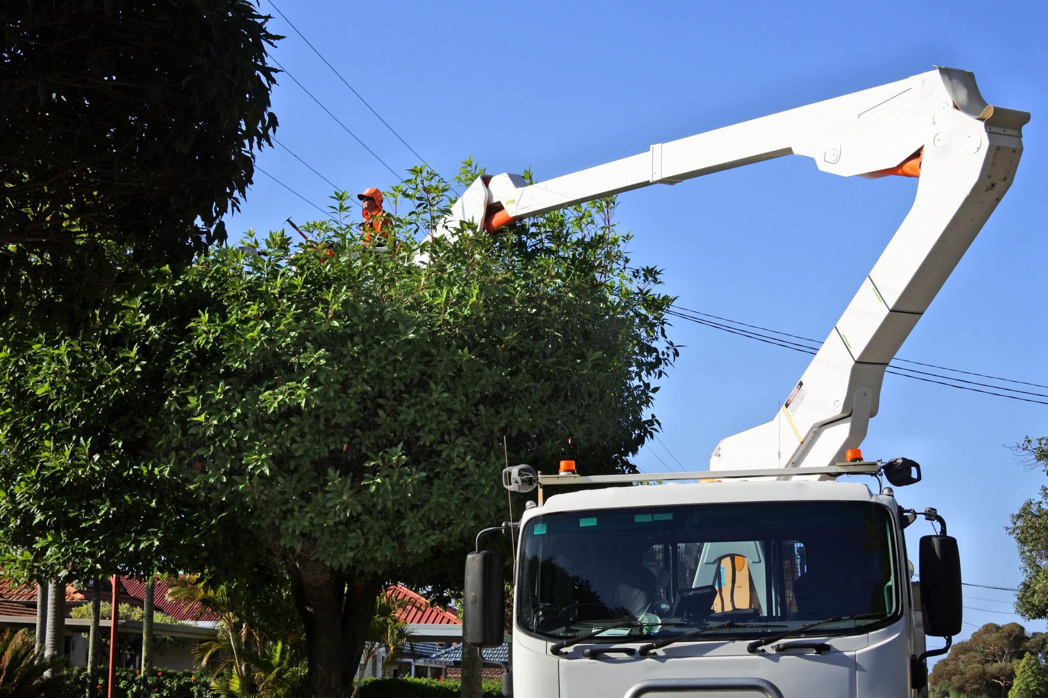 Tree trimmer trimming, power line safety, Utility line clearance.