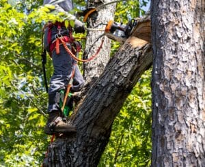 Codominant mitigation for safer stronger trunk unions.