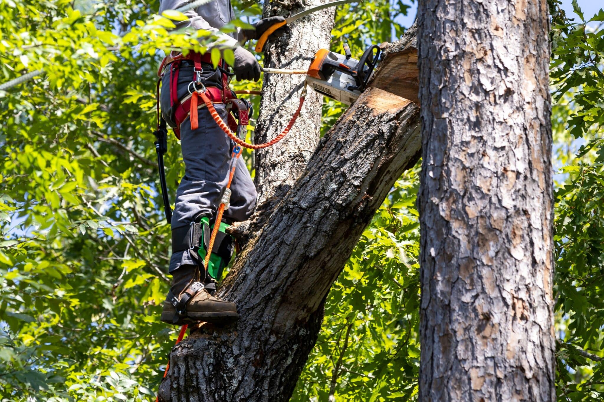 CoDominant Mitigation for Safer Stronger Trunk Unions