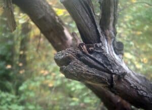 Deadwood, End weight relief.