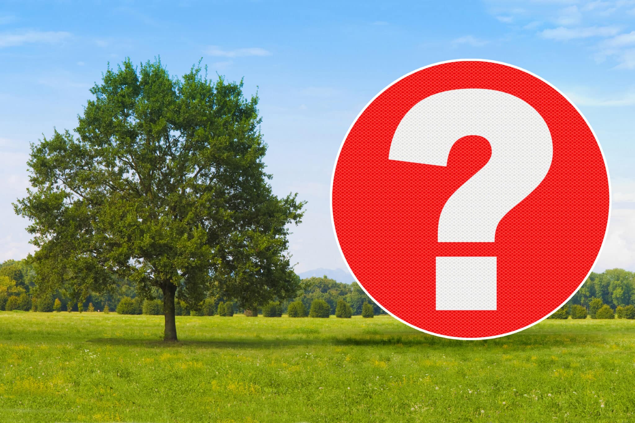 FAQ frequently asked questions about epicormic control to curb water sprouts and reduce future breakage.