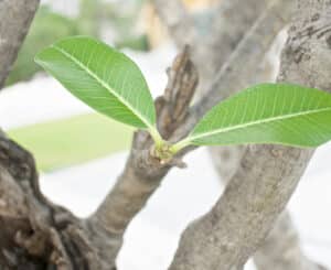 Epicormic control to curb water sprouts and reduce future breakage.