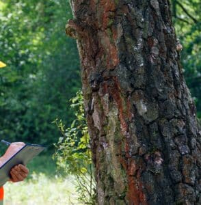 Inspecting your trees, Sprout suppression.