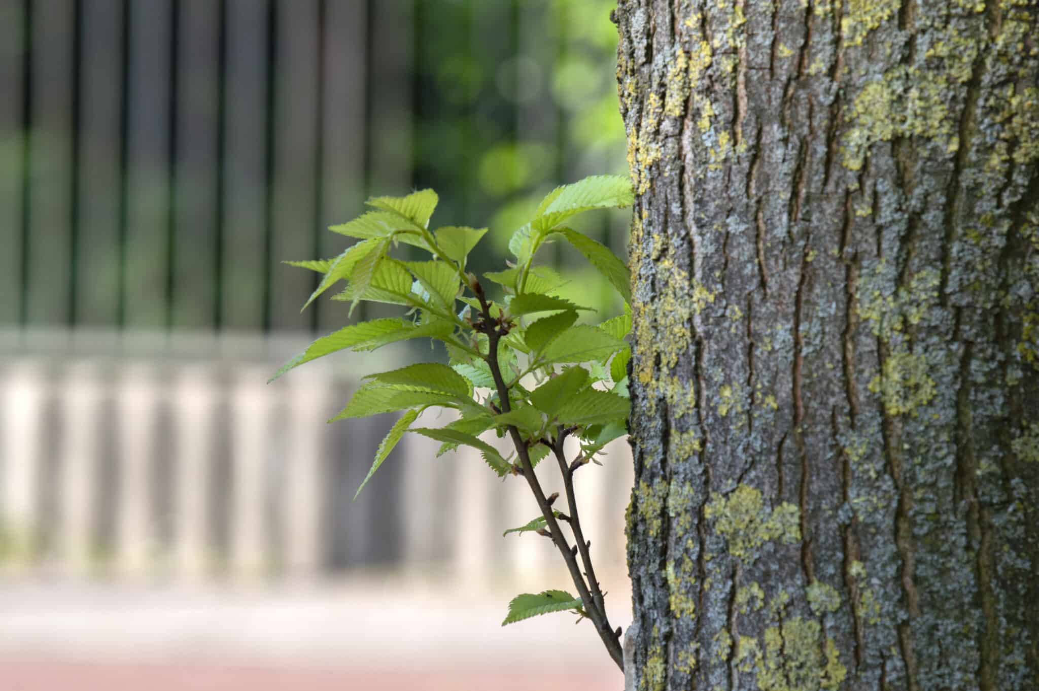 Interior sucker management that supports strong structure.