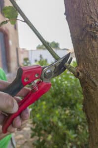 Removing suckers, Interior sucker management.