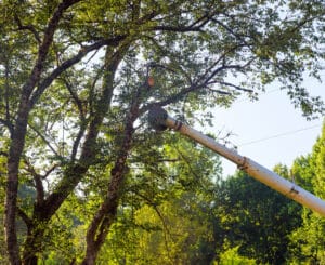 Sprout suppression for cleaner canopies and fewer breakages.