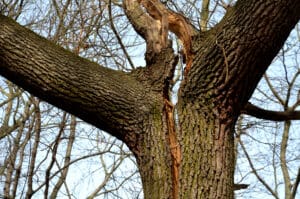 Branch broken crack, Shade sail reduction.