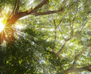 Canopy airflow boost without over thinning your trees.
