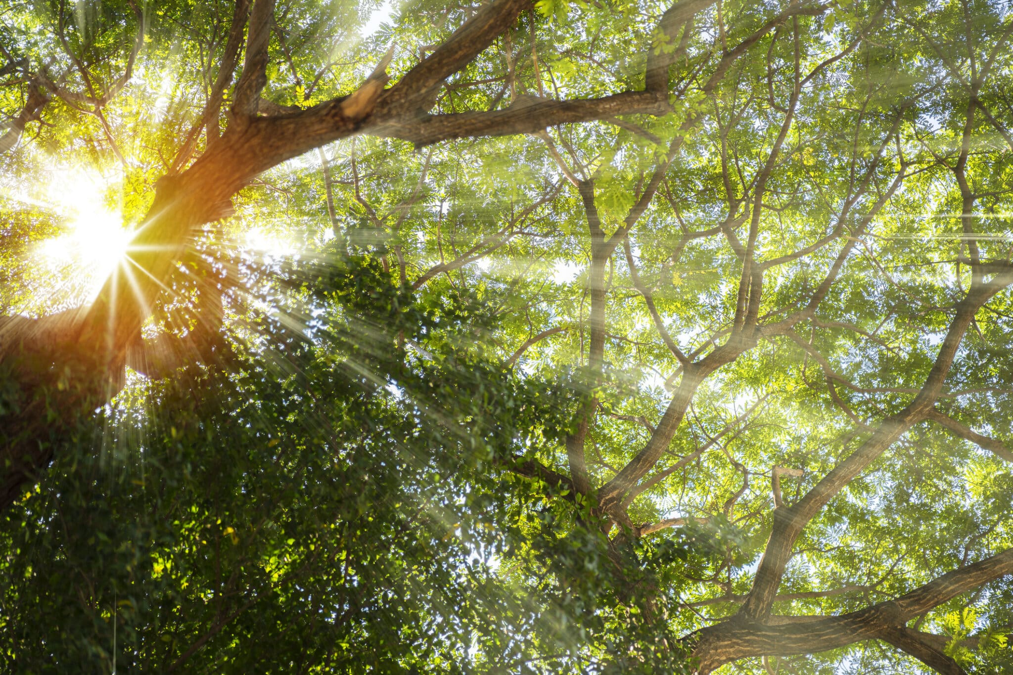 Canopy airflow boost without over thinning your trees.