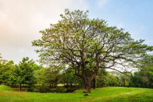 Tree’s natural growth, Lion tailing.