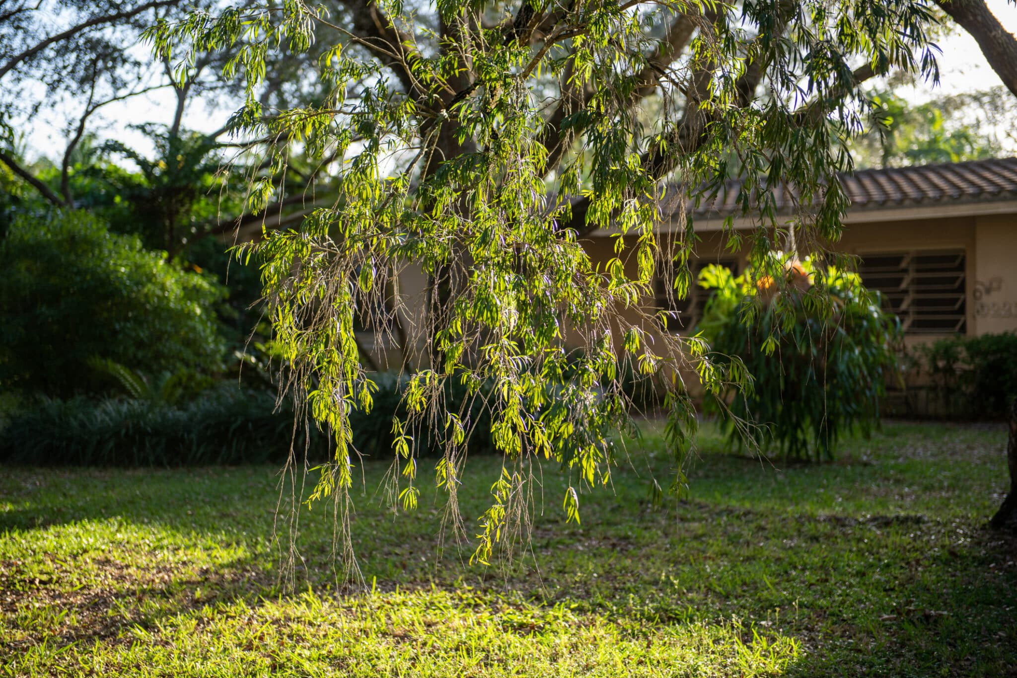 Low-hanging tree, Arbor crown tune.