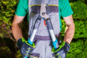 Prune tree tool in hands of professional, Sightline pruning methods.