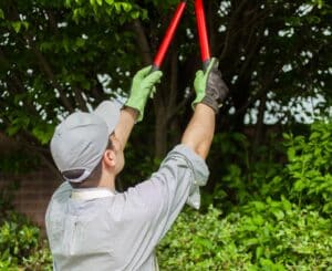 Sightline pruning methods for Fort Worth views.
