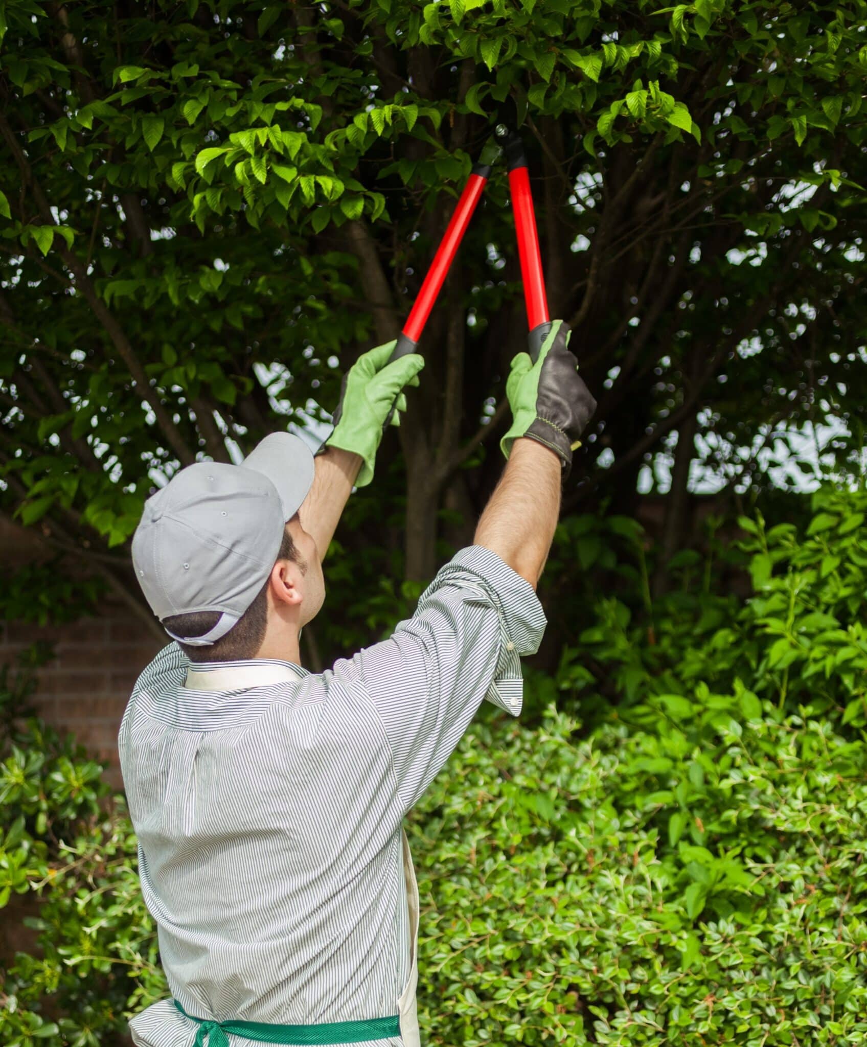 Sightline pruning methods for Fort Worth views.