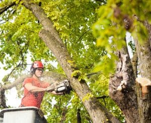 Topping alternatives that keep trees safe in Aledo.
