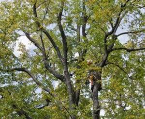 Wind sail management for sturdier shade trees.