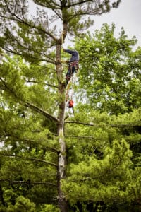 Balanced cut trimming tree.