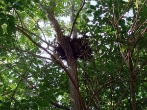 Bird nest, Wildlife friendly trimming.