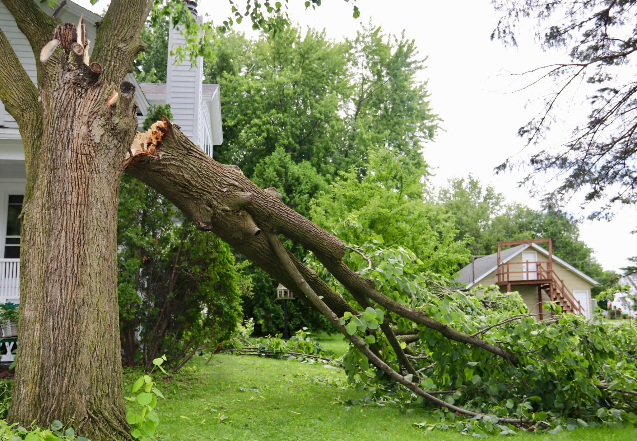 Broken limb on tree from storm damage, Storm safe trimming.