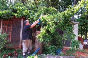 Man cuts tree branches in backyard, Storm safe trimming.