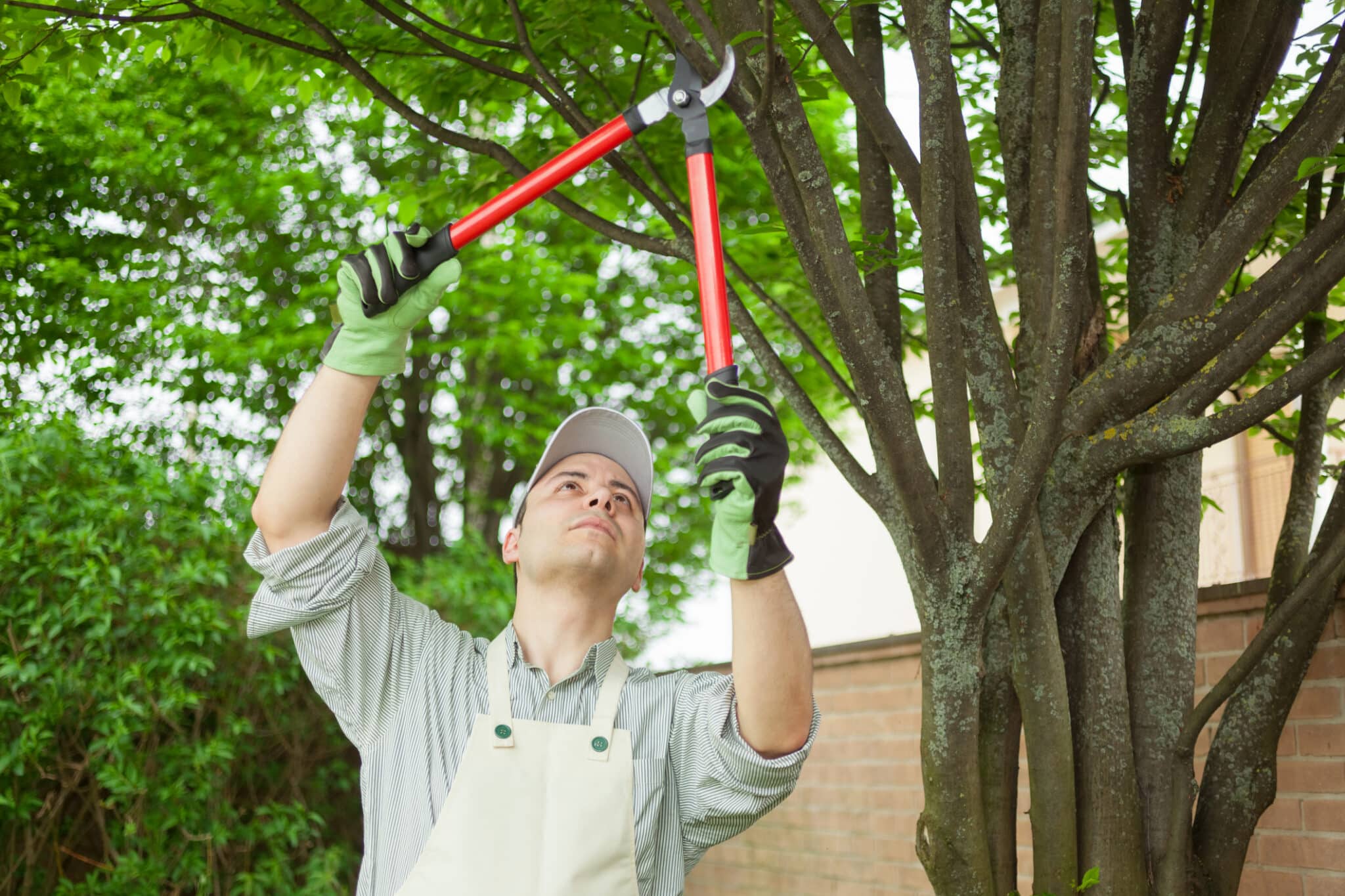 Pathogen Barrier Pruning to Limit Disease Spread