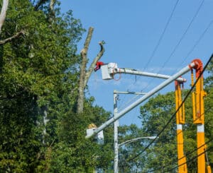 Storm safe trimming in Dallas.