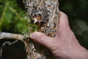 Tree diseases, Pathogen barrier pruning.