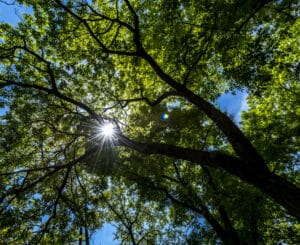 Canopy edge finesse to balance sun and privacy.