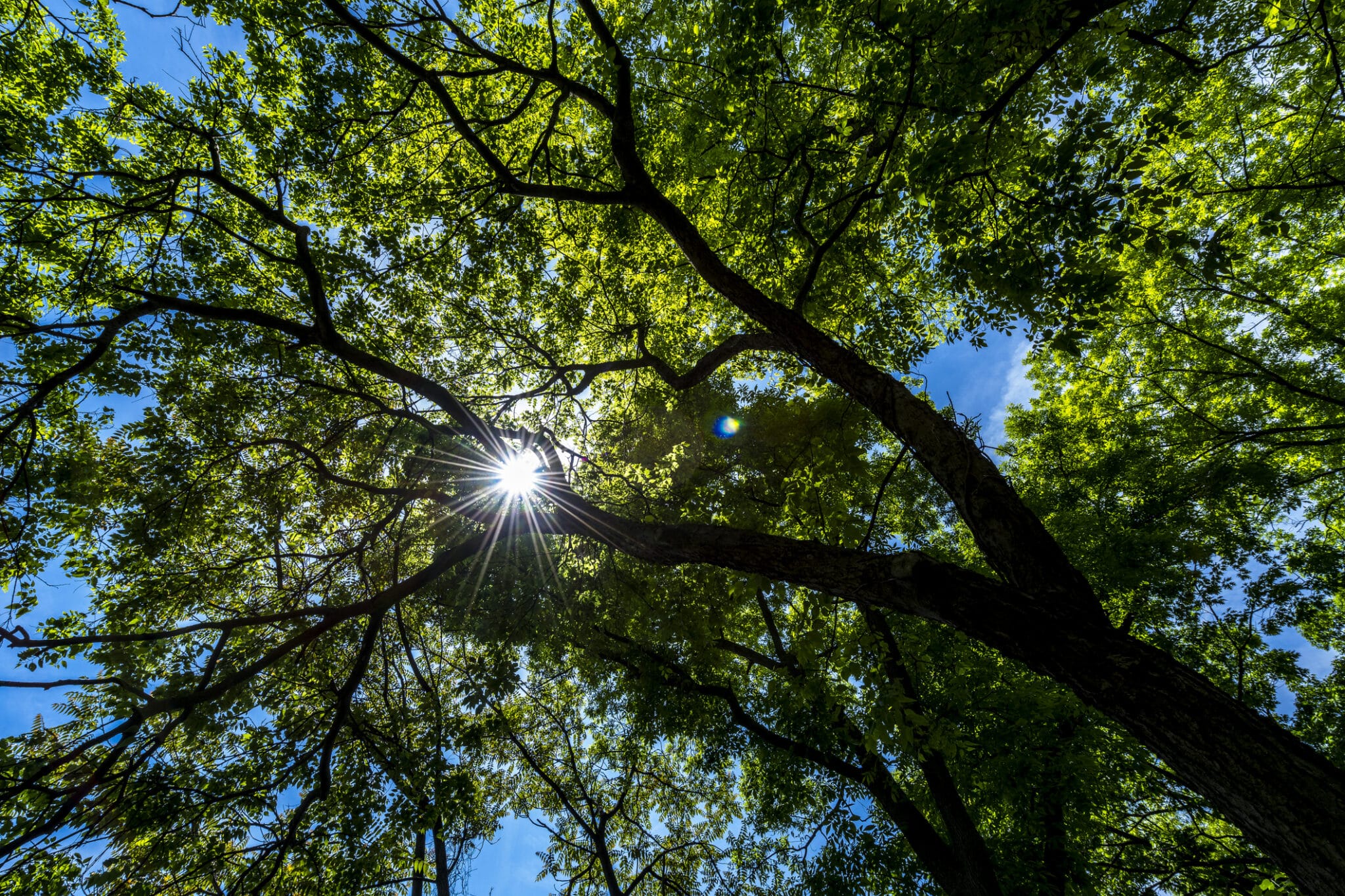 Canopy edge finesse to balance sun and privacy.