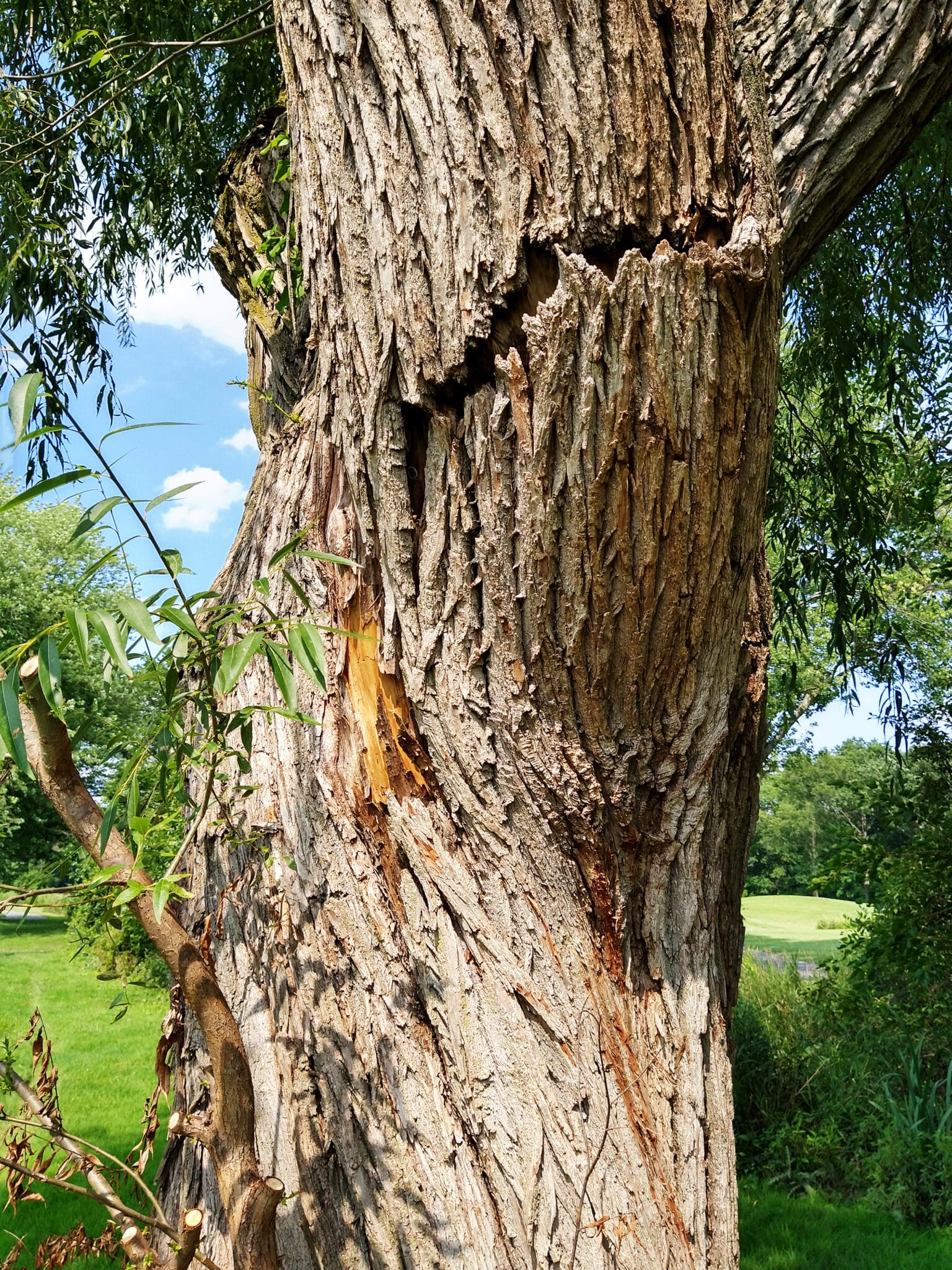 Cracks tree, Precision canopy shearing.