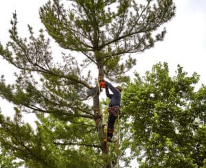 Limb tip polishing that reduces snag hazards.