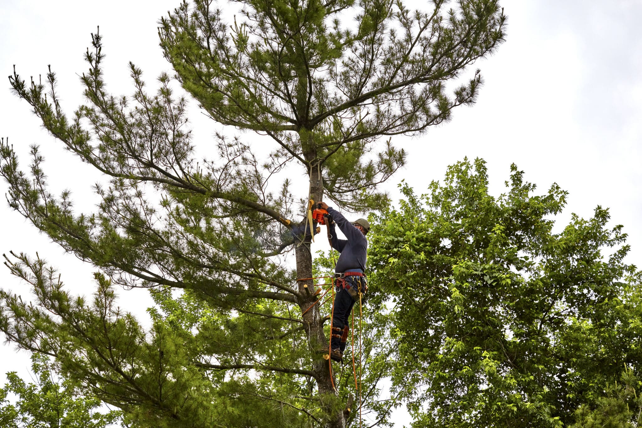 Limb tip polishing that reduces snag hazards.