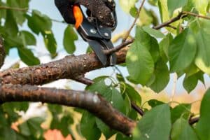 Remove small inward-growing branch, Canopy edge finesse.