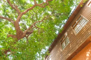 The branches of the tree next to the house, Structural canopy edits.