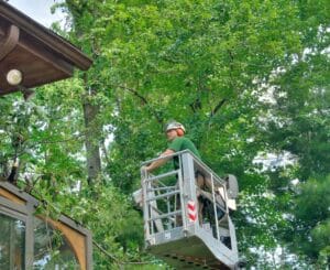 Crown touch up for mature trees near homes.