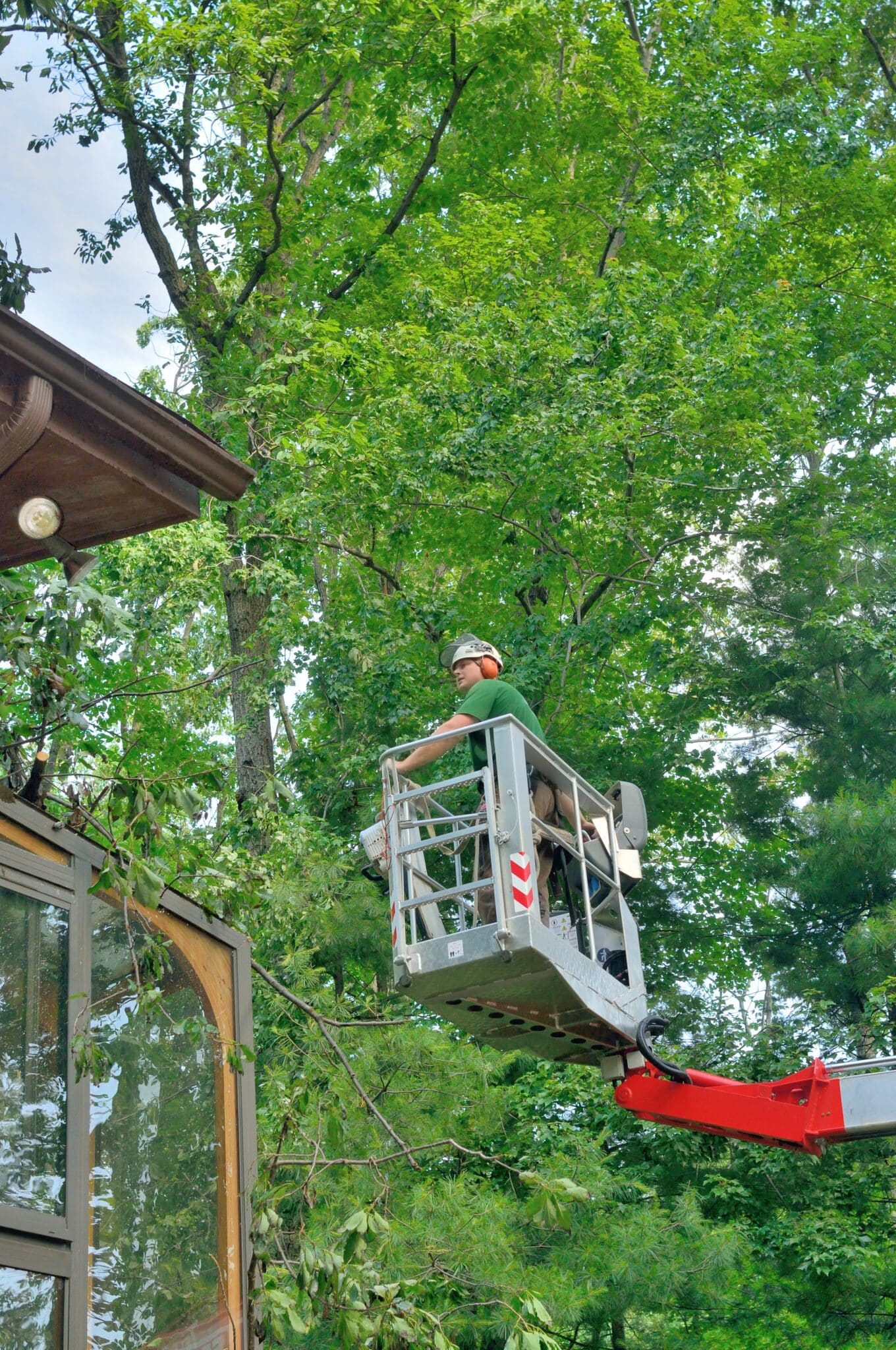 Crown touch up for mature trees near homes.