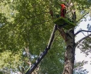 Canopy load tuning for stronger trees this summer.