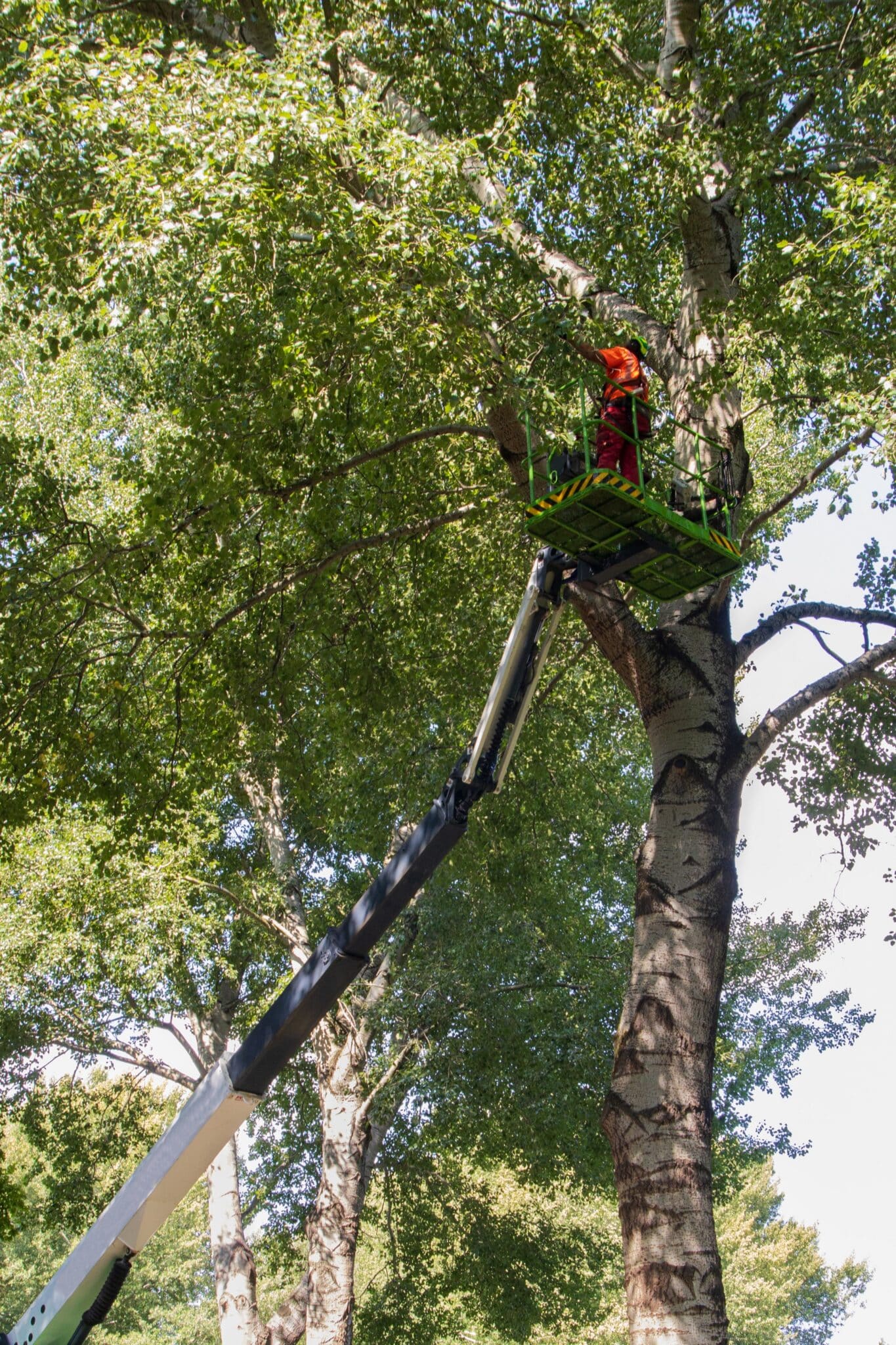 Canopy load tuning for stronger trees this summer.