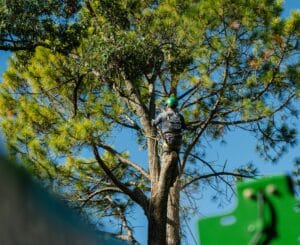 Crown gap smoothing for even light and airflow by S&P Tree Service.