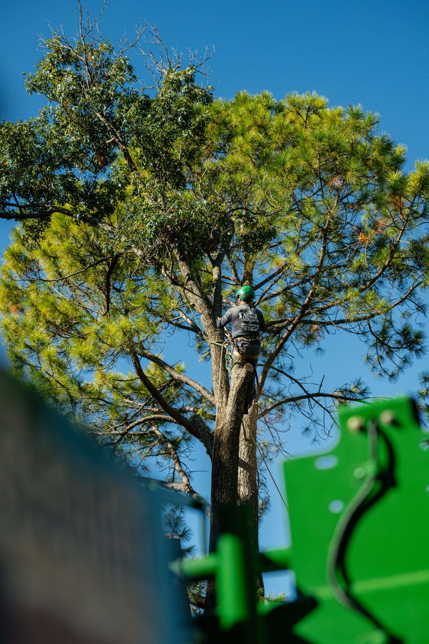 Crown gap smoothing for even light and airflow by S&P Tree Service.